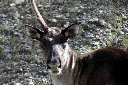 Caribou animal unicorn