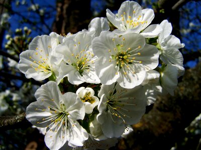 Flowering cherry tree white flower spring