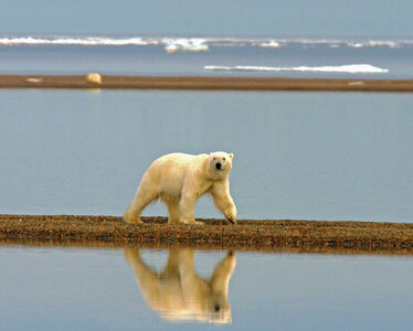 Polar bear walking along the coast photo