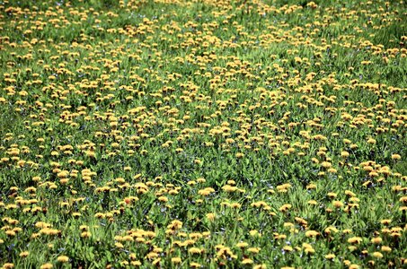 Blossom dandelion field