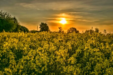 Agriculture beautiful flowers beautiful photo