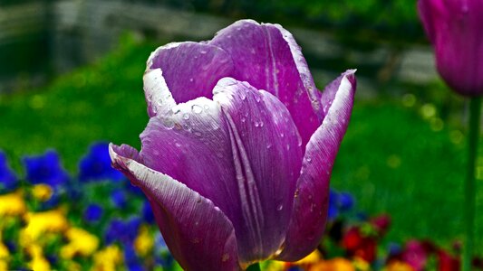 Raindrops nature spring