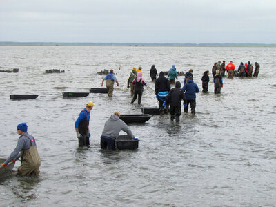 Refuge staff and volunteers and The Nature Conservancy volunteers bring blocks to build oyster castles