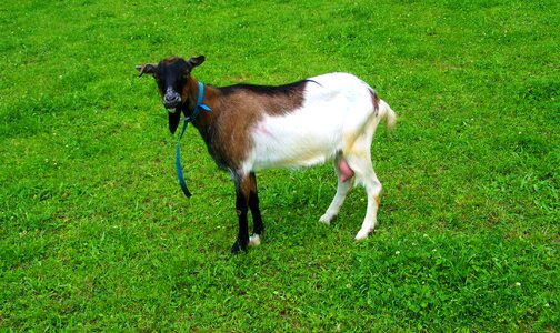 Brown and white goat farm animals domestic animal photo