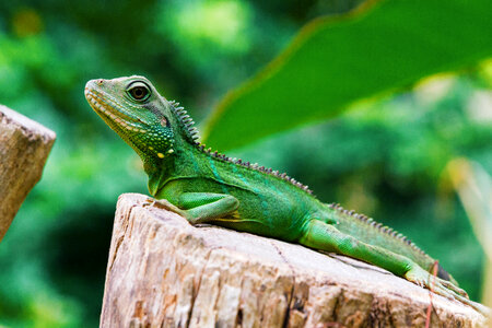 Green Lizard Beautiful Reptile in the Nature Habitat photo