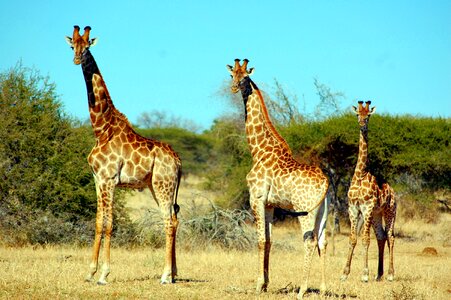 Animal safari wildlife