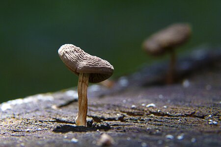 Nature fungus macro photo