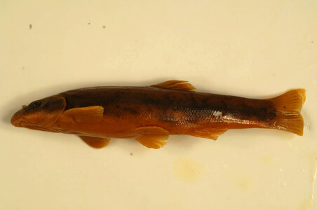 Rhinichthys cataractae-4