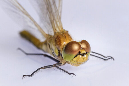Dragonfly-236 photo