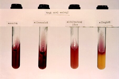 Iron lysine salmonella photo