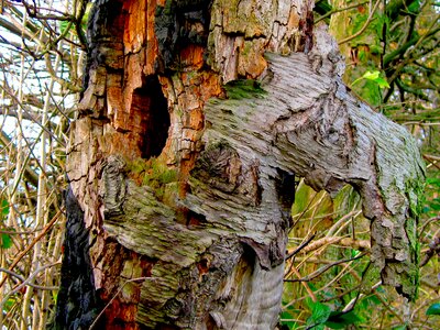 Landscape trees plants photo