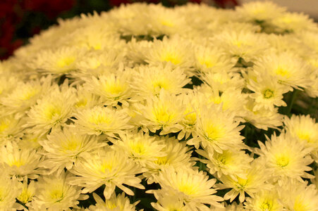 4 Chrysanthemum photo