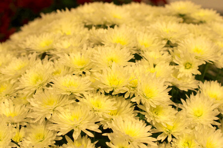4 Chrysanthemum