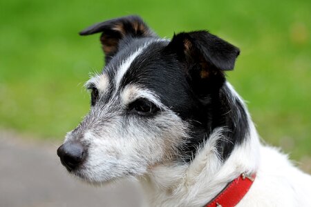 Jack russell close up black and white
