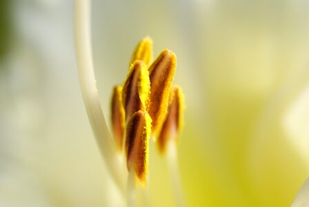 Plant pistil pollen photo