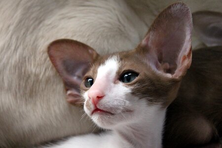 Oriental shorthair fur charming