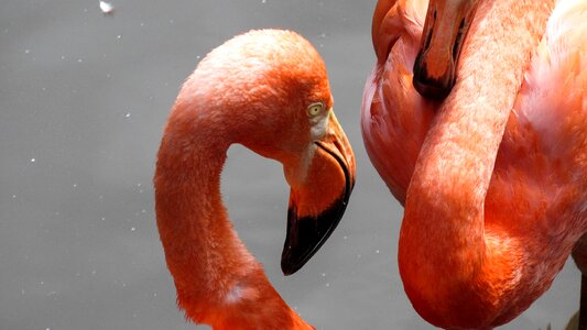 Exotic aquatic bird flamingo photo