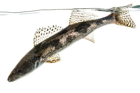 Sauger-1