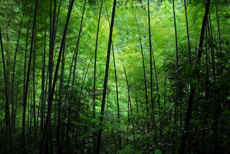 Bamboo green Free photos photo
