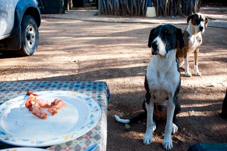 Dogs animal pet