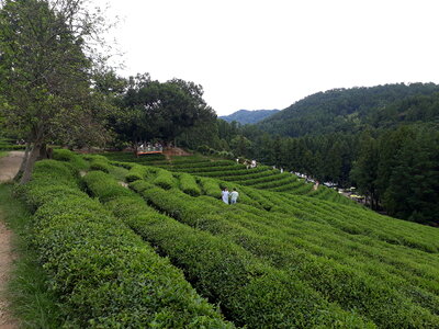 Boseong Green Tea Fields