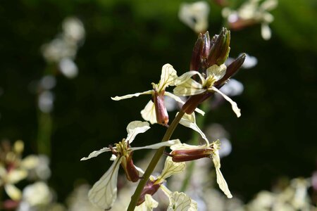 Beautiful Flowers bloom blooming photo