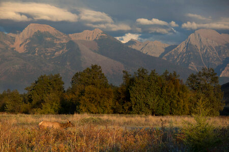 Cow Elk with mountain backdrop-1 photo