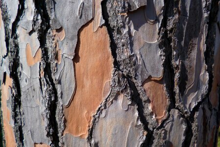 Tree pine genus mediterranean pine