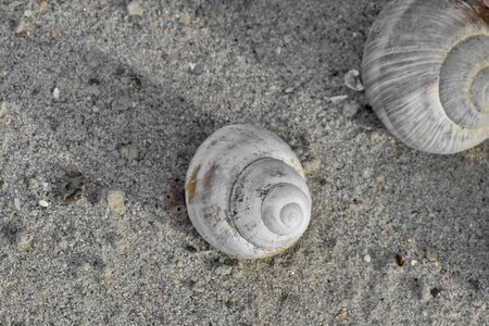 Beach sand gastropod photo