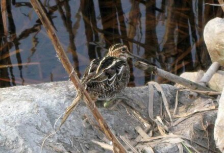 Common Scolopacidae 