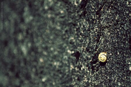 Snail wall nature
