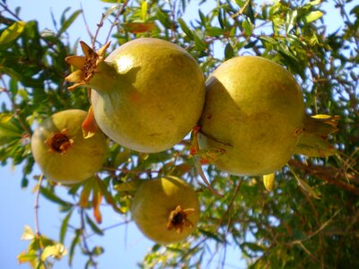 Pomegranate fruits fruit