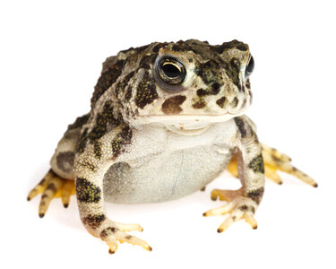 Great Plains Toad photo