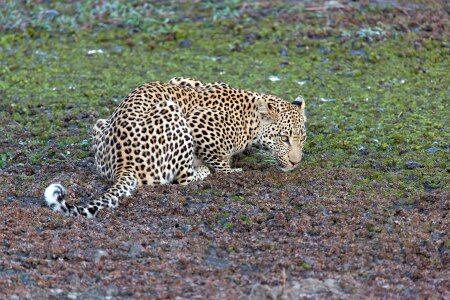 Panthera pardus big cat stains photo