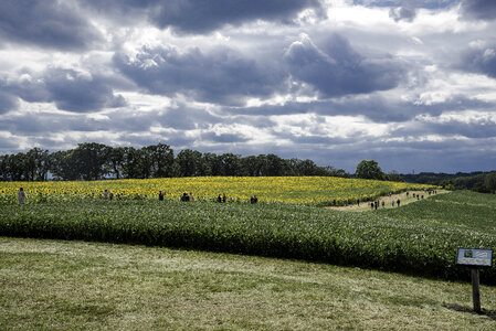 Visitors looking at sunflowers under the clouds at Pope Conservancy Farm