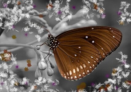 Butterfly insect oleander