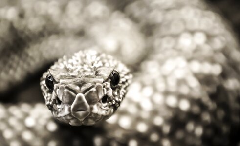 Rattlesnake animal macro