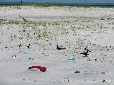 Bird black strand photo