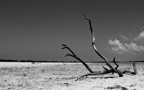 Black and white shadow nature photo