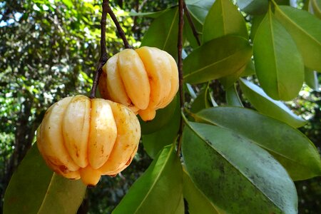 Northern tamarind garcinia gummi-gutta gambooge