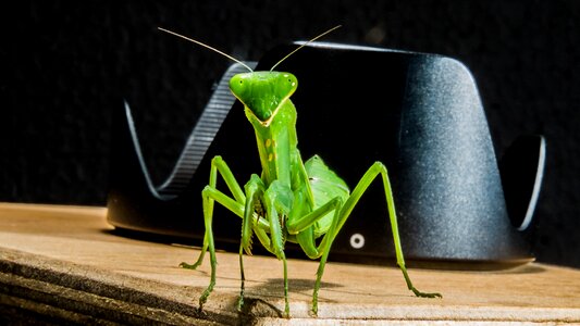 Fishing locust green close up photo