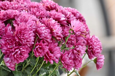 Chrysanthemum pinkish pink photo