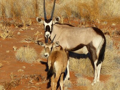 Antelope namibia wild photo