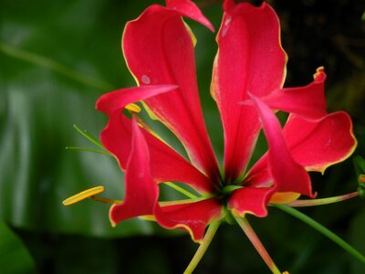 Colchicaceae climber plant vine flower photo