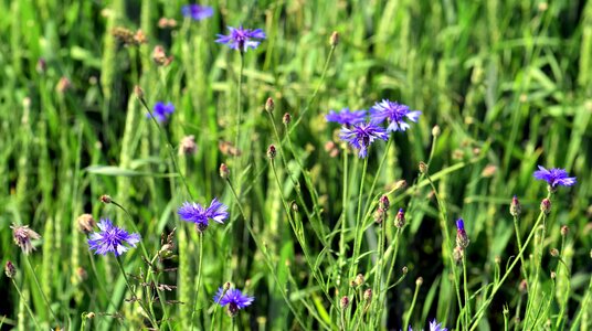 Beautiful Flowers bloom blooming photo