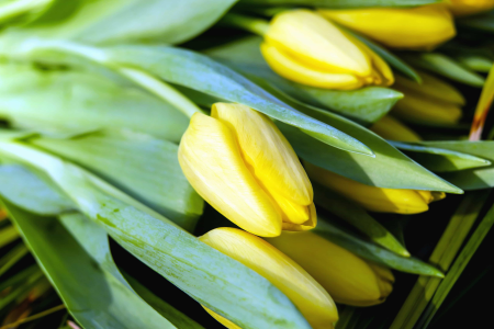 Beautiful Flowers blooming blossom