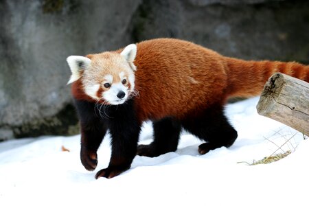 Walking looking zoo