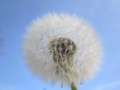 Beautiful Flowers blooming blossom