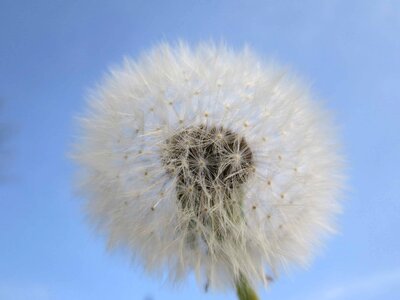 Beautiful Flowers blooming blossom photo