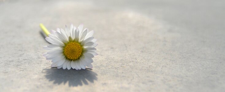 Flower daisy white